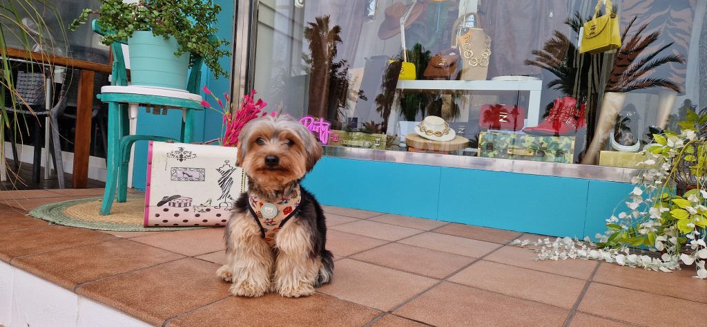 Wifi, el asesor canino oficial de Woman de Mar en Lo Pagán